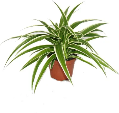Produktbild von Chlorophytum - Grünlilie - Brautschleppe - 9cm Topf - Zimmerpflanze