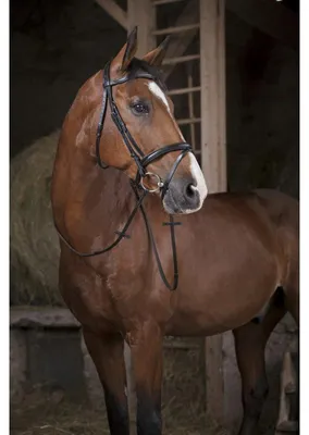 Produktbild von Gummizügel NORTON PRO, Zügel, Farbe:Schwarz, Größe:Warmblutgröße