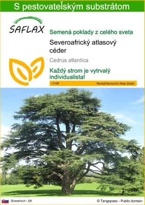 Obrázok produktu pre SAFLAX - Severoafrický atlasový céder - Cedrus atlantica - 20 Semená - S pestovateľským substrátom bez klíčkov