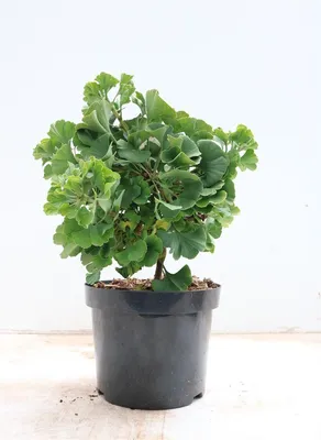 Produktbild von Ginkgo biloba Mariken 20-30 cm, im Topf