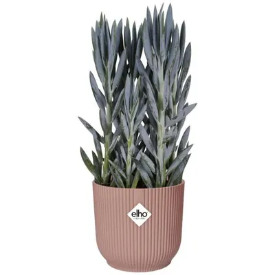 Produktbild von elho 8711904481216, Pink, Kunststoff, Rund, 100%, 100%, 2,2 m