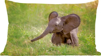 Produktbild von MuchoWow® Zierkissen Sofakissen Wohnzimmer Dekokissen 50x30 cm Elefant - Baby - Kalb - Wohnzimmerdekoration - Polster mit Photo