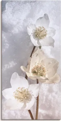 Produktbild von ARTland Leinwandbild Christrose im Schnee Größe: 30x60 cm