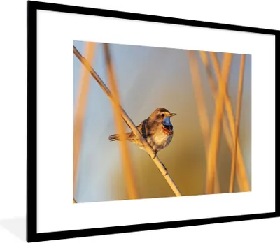 Produktbild von MuchoWow® Gerahmtes Poster Vögel - Blaukehlchen - Schilf 80x60 cm - Poster mit Schwarzem Bilderrahmen Wandposter Rahmen Foto Bilder - Schlafzimmer-Dekorationen - Fotoposter