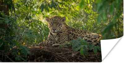 Produktbild von MuchoWow® Poster Jaguar im Dschungel 80x40 cm - Wanddeko