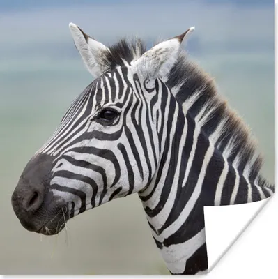 Produktbild von MuchoWow® Poster Zebra Nahaufnahme 30x30 cm - Wandposter - Printing