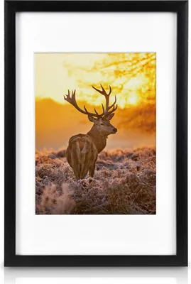 Produktbild von Fotolijst Set - Wanddekoration / Muurdekoration 18 Bilder