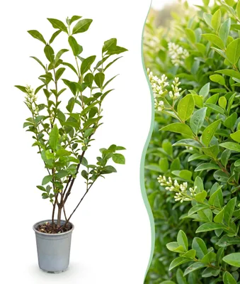 Produktbild von GreenboutiQ - Heckenpflanzen - Ligustrum ovalifolium - Blatt grün - 8 Pflanzen - 1 laufender Meter - immergrün - Topf 9cm Höhe 35-40cm