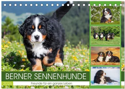 Produktbild von Berner Sennenhunde - Freunde für ein ganzes Leben (Tischkalender 2026 DIN A5 quer), CALVENDO Monatskalender