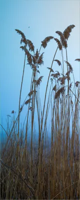 Produktbild von Wallario Poster - Schilfrohr am See vor blauem Himmel, Kunstdruck Größe: 50 x 125 cm