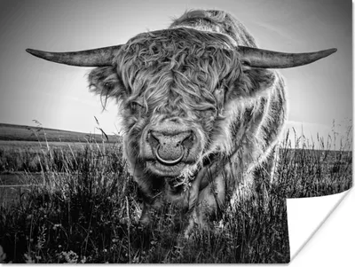 Produktbild von MuchoWow® Poster Schottischer Highlander - Schwarz und Weiß 120x90 cm - Wandbild