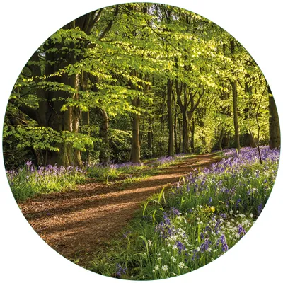 Produktbild von Wallario Premium Glasbild, freischwebende Optik, kräftige Farben, rund 50cm Durchmesser, Motiv Blaues Hasenglöckchen im Sommerwald