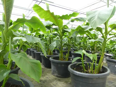 Produktbild von Bananenstaude als Gruppe bis 10 Pflanzen Banane Musa Basjoo 180 cm winterhart Staude japanische Faserbanane