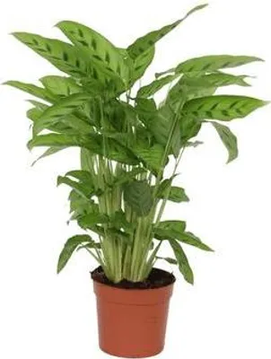 Immagine prodotto di Calathea Leopardina – Calathea leopardina – Maranta – Pianta da appartamento – Ø 12 cm – Altezza circa 35 cm – Pianta ornamentale esotica – Per soggiorno, bagno e ufficio