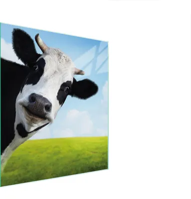 Produktbild von Glasschneidebrett 45x52 Kuh
