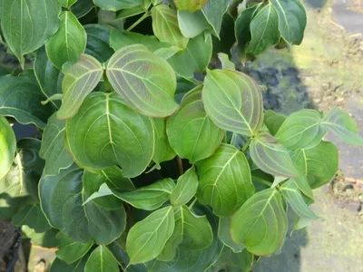 Produktbild von Cornus kousa chinensis Schmetterling - Chinesischer Blumenhartriegel Schmetterling 60-80cm