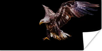 Produktbild von MuchoWow® Poster Adler - Nacht - Vögel 40x20 cm - Poster für die Wand - Poster Schlafzimmer
