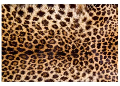 Obrázok produktu pre Dimex Fototapeta MS-5-0184 Leopardia koža 375 x 250 cm