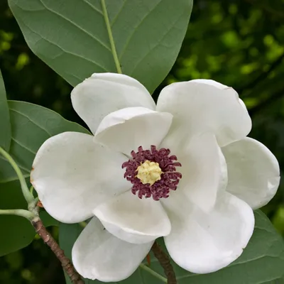Obrázok produktu pre Magnólia - Magnolia sieboldii | 50-60 cm v kontajneri