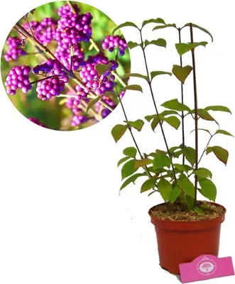 Produktbild von Callicarpa bodinieri 'Profusion', 2 Liter Topf