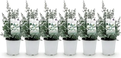 Image de Green boutiQ - Plante de terrasse - Arbre d'eucalyptus - Eucalyptus gunni  - Gris - 6 plantes - Résistant au froid - Pot de 17 cm, hauteur 40 cm