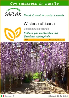 Immagine prodotto di SAFLAX  - Wisteria africana - 15 semi - Con substrato - Bolusanthus