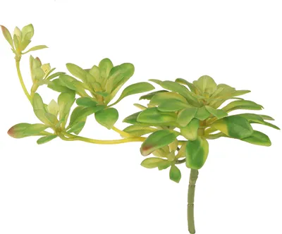 Produktbild von Sukkulente Kunstpflanze Aeonium Deko Grün 30cm 4er Set, 4 Stück