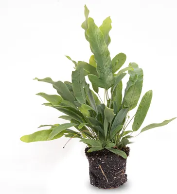 Produktbild von Phlebodium Blue Star - Topfgröße 6