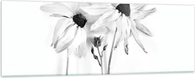 Produktbild von Bilder auf glas - Einteilig - Verwelkt Blumen Monochrom - 90x30cm - Glasbilder - Wandbilder - Bilder - zum Aufhängen bereit - Wanddekoration aus Glas - Glas Bilder - Wandbild auf Glas - GAB90x30-4737