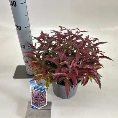 Zdjęcie produktu dla Leucothoe keiskei Burning Love ('Opstal 50'PBR) – mirt winogronowy | 25–30 cm w doniczce