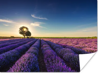 Produktbild von MuchoWow® Poster Lavendel - Sonne - Baum - Blumen - Lila 160x120 cm - Foto Plakat