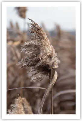 Produktbild von Poster - Poster ohne Rahmen - Boho Ähren Gras - 61x91,5 cm - Wand Bild - Wanddeko - Wandbilder - Kunstposter - Wandposter - Bilder - Kunstdruck - Wanddekoration - Wandbild - P2XPA61x91-4763