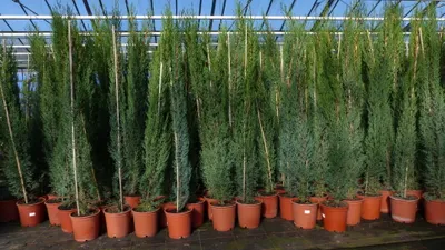 Produktbild von 1x Mittelmeerzypresse 200 cm Säulen Toskana Zypressen Zypresse Cupressus Semper.