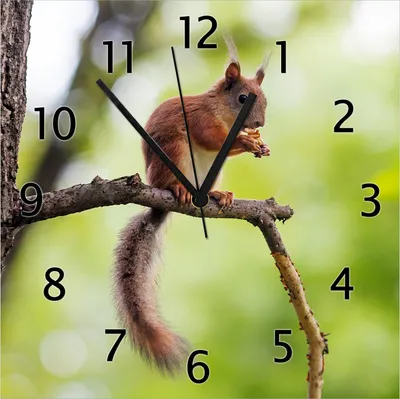 Produktbild von Wallario Design Wanduhr Eichhörnchen auf einem Ast aus Echtglas, Größe 30 x 30 cm