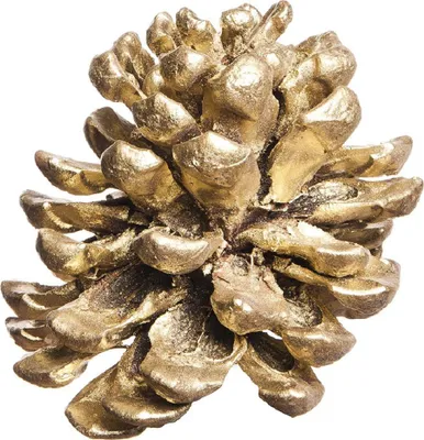 Produktbild von PINIEN-ZAPFEN ca 100-140mm. 2 Stück. WEISSGOLD