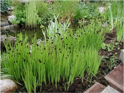 Produktbild von Stauden Gänge 3 x Juncus ensifolius im 1 Liter Topf - Zwerg Binse - Ein Hauch von Wildnis für moderne Gärten - Rarität - Perfekt für den Teichrand