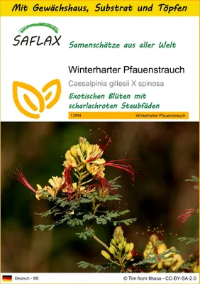 Produktbild von SAFLAX Anzucht Set - Winterharter Pfauenstrauch - Caesalpinia gillesii X spinosa - 10 Samen - Mit Mini-Gewächshaus, Anzuchtsubstrat und 2 Töpfen