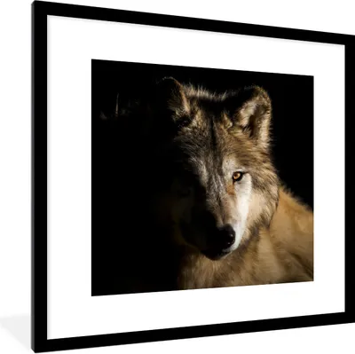 Produktbild von MuchoWow® Gerahmtes Poster Polarwolf 40x40 cm - Poster mit Schwarzem Bilderrahmen Wandposter Rahmen Foto Bilder - Poster - Plakat im Rahmen