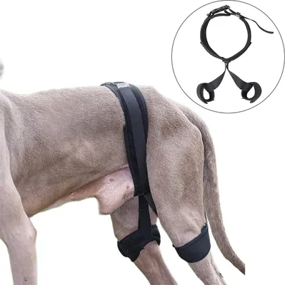 Produktbild von Stützbandage für Hunde M,Beinstützung bei Hüftdysplasie,Verstellbar Hunde-Hinterbeinstütze,Atmungsaktiv,Schmerzlinderung Erholungsgürtel
