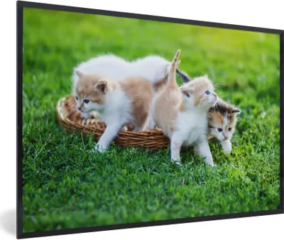 Produktbild von MuchoWow® Gerahmtes Poster Eine Nahaufnahme von Kätzchen in einem Korb 90x60 cm - Poster mit Schwarzem Bilderrahmen Wandposter Rahmen Foto Bilder - Fotorahmen - Foto-Plakat