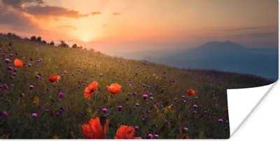 Produktbild von MuchoWow® Poster Blumenfeld - Gras - Pflanzen - Sonnenuntergang - Orange 120x60 cm - Bild