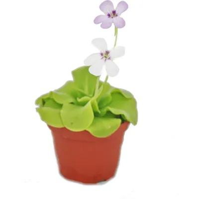 Zdjęcie produktu dla Maslanka - Pinguicula - odmiana niespodzianka - doniczka 9 cm