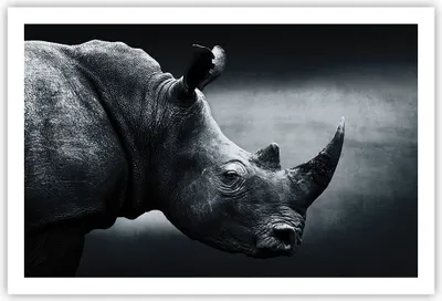 Produktbild von Poster - Poster ohne Rahmen - Nashorn Schwarzweiß Porträt - 91,5x61 cm - Wand Bild - Wanddeko - Wandbilder - Kunstposter - Wandposter - Bilder - Kunstdruck - Wanddekoration - Wandbild P2XAA91x61-4347