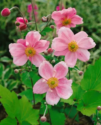 Produktbild von Anemone japonica 'Königin Charlotte', Herbstanemone, rosa, 2 Liter Topf