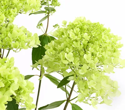 Produktbild von Dehner Rispen-Hortensie Magical Summer, grünlich-weiße Blütenrispen, ca. 40-60 cm, 5 l Topf, Zierstrauch