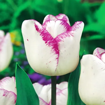 Obrázok produktu pre Tulipány Cibuľky Cibuľky Kvety Triumf Tulipán Shirley 5 ks.