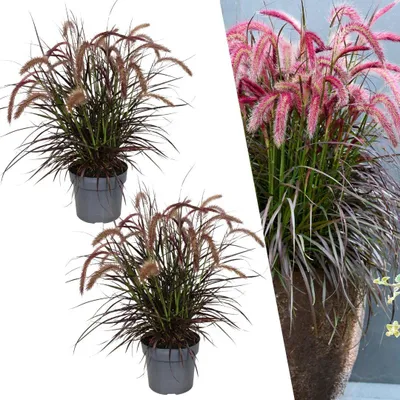 Produktbild von Plants by Frank | Lampenputzergras Rot XL Pflanzen | Pennisetum Tiny Tails | Ziergras | Winterhart | Mehrjährig |Gartenpflanzen