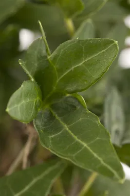Produktbild von Hedera helix, Efeu, immergrün, 40–60 cm