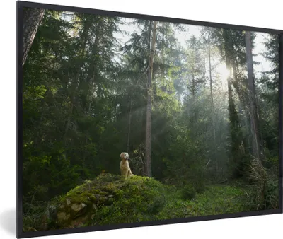 Produktbild von MuchoWow® MuchoWow® Gerahmtes Poster Hund - Wald - Fels 60x40 cm - Poster mit zchwarzem Bilderrahmen - Printing - Wanddeko Schlafzimmer
