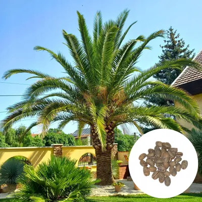 Obrázok produktu pre Semená palmy - balenie 3 ks - Robustná - Phoenix Canariensis - Datľovník kanársky